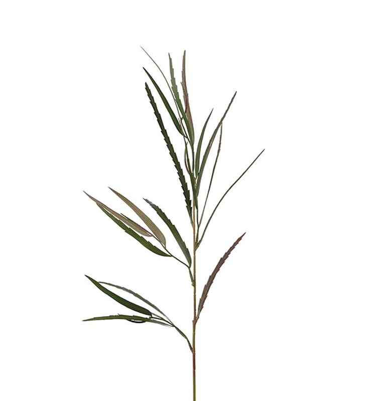 Grevillia stilk