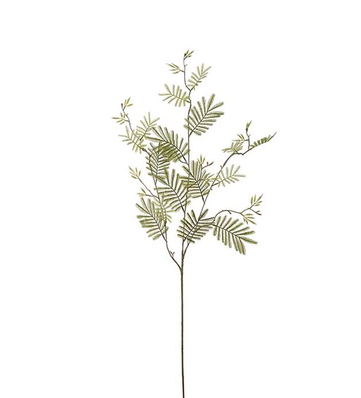 Mimosakvist 110cm