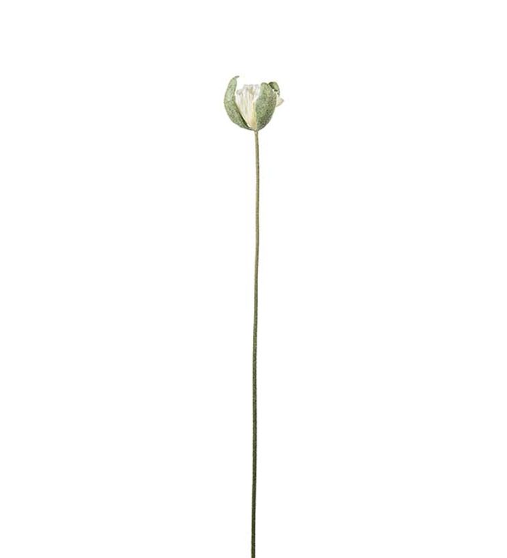 Valmue knopp
