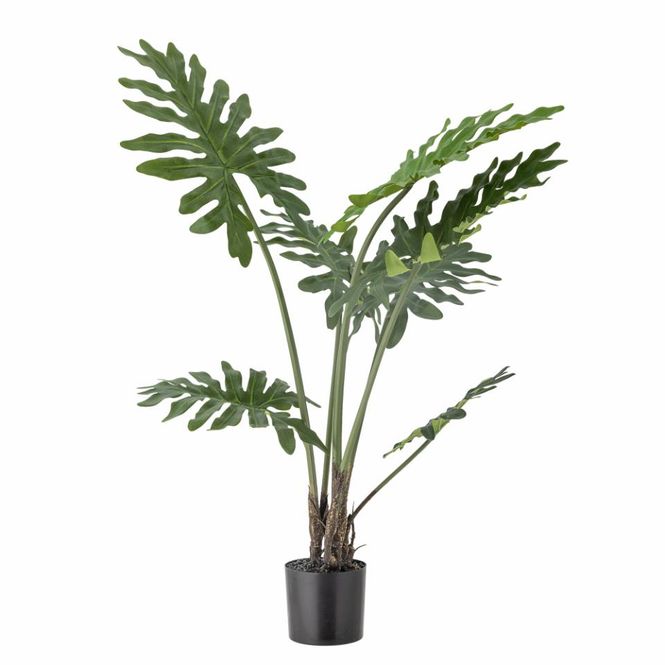 Hovedbilde Filodendron plante