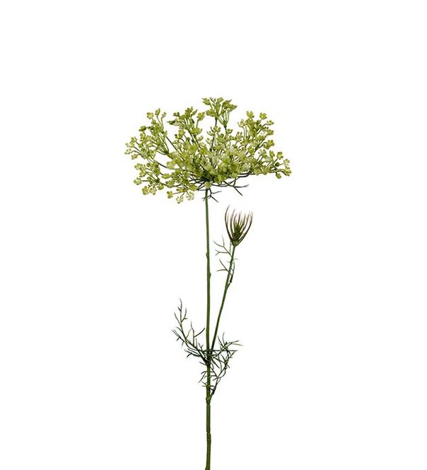 Hovedbilde Allium Grønn